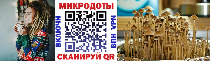 Галлюциногенные грибы Psilocybe  Приозерск 